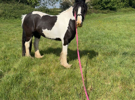 12hh coloured cob