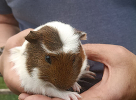 Baby guinea pigs