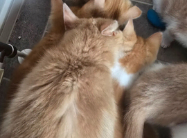 4 ginger & white kittens