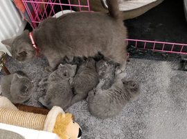 BEAUTIFUL LITTLE RUSSIAN BLUE KITTENS 9 WEEKS OLD