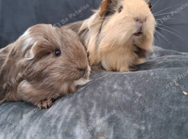 Sheltie pair of boars