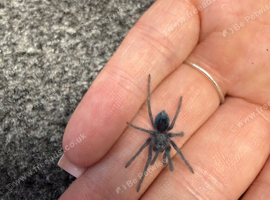 Phormictopus sp. Dom Purple