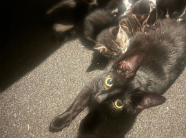4 kittens