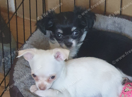 Chihuahua puppies ready now Lincolnshire