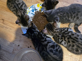 BEAUTIFUL KITTENS