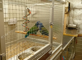 Blue headed pionus