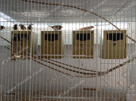 4 pairs of Bengalese and 2 Gouldians