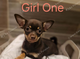 3 chocolate and tan Chihuahua puppies