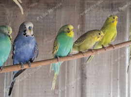Budgies for sale.