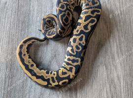 Leopard royal python
