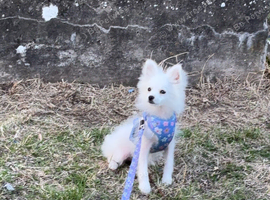 Beautiful full  Pomeranian puppy