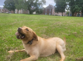Chunky british Labrador Girl 10 month looking for new home