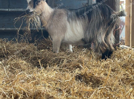2 Pygmy Females possibly in kid