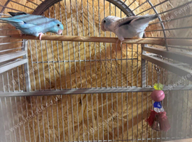 Pair of Parrotlets with cage