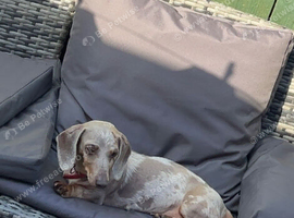 Miniature Dachsund