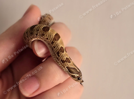 Extreme Red Purple lines CB26 * Males only last few *