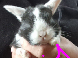 Mini lop babies