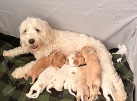 Cockapoo puppies