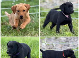 KC registered working FT Labrador puppies fox red and black