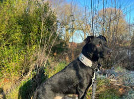 Patterdale terrier for stud