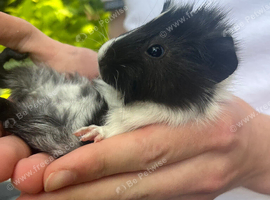 Baby guinea pigs
