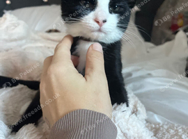 Black and white kitten