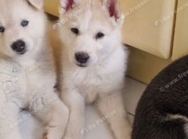 Siberian Husky - Beautiful white female husky puppy