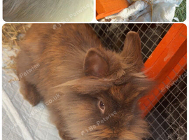 Chocolate Brown Female Lionhead