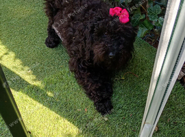 Girl black cockapoo