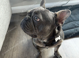 French Bulldog - Axel