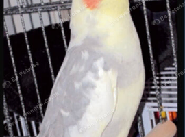 Cokatlis