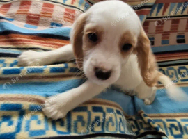 CAVALIER X COCKER PUPS [COCKERLIERS] READY NOW