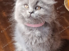 Gorgeous British Blue longhair kittens