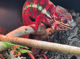 Baby chameleons for sale.