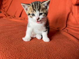 Tabby cross Bengal female