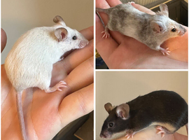 Three Female Fancy Mice