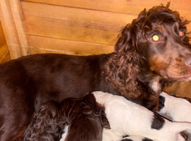 Traditional Working Cocker Spaniels