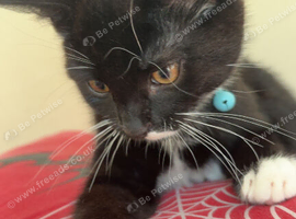 Kitten need remhomed asap