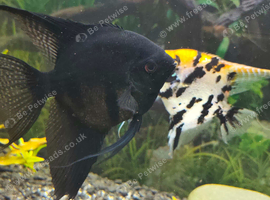 Angel fish breeding pair