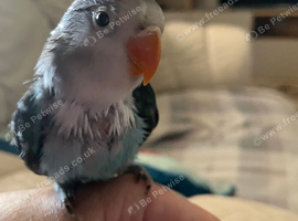 Beautiful little baby lovebird hand reared