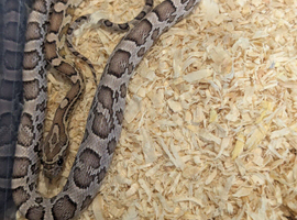 Baby Anery corn snake with or without setup