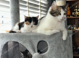 Calico girl 12 weeks old