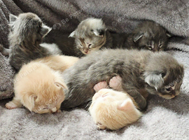 Kittens ready 17/10/26