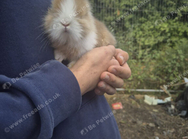 Ready in 3 weeks one boy lion head left