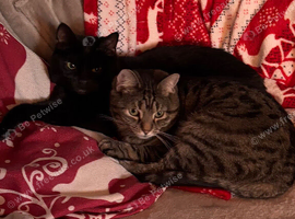 2 beautiful cats for rehoming