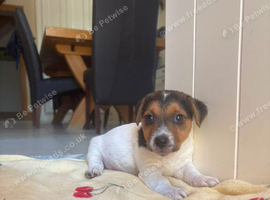 Jack Russel puppies looking for a loving home