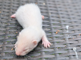 Ferret kits for sale