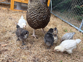 5 hybrid chicks