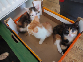 Five stunning kittens