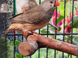 Male and female zebra Finch